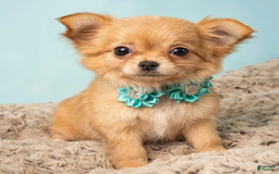 Chihuahua dogs for sale: Chihuahua Puppy 3 - Image 1