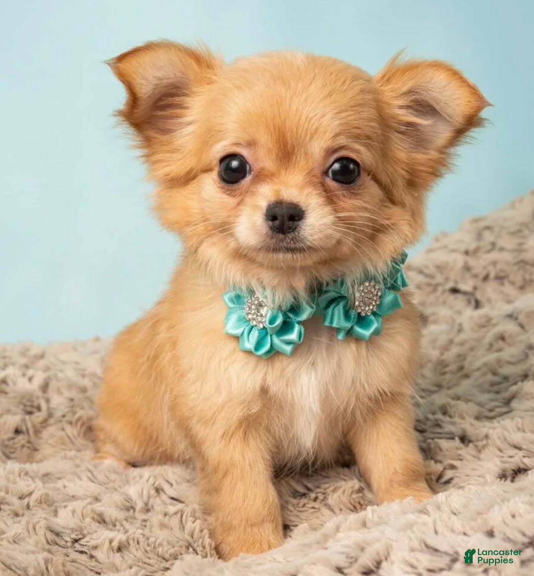 Chihuahua dogs for sale: Chihuahua Puppy 3 - Image 1