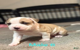 American Bully dogs for sale: Titan - Image 2