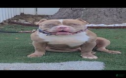 American Bully dogs for sale: Izzy - Image 8