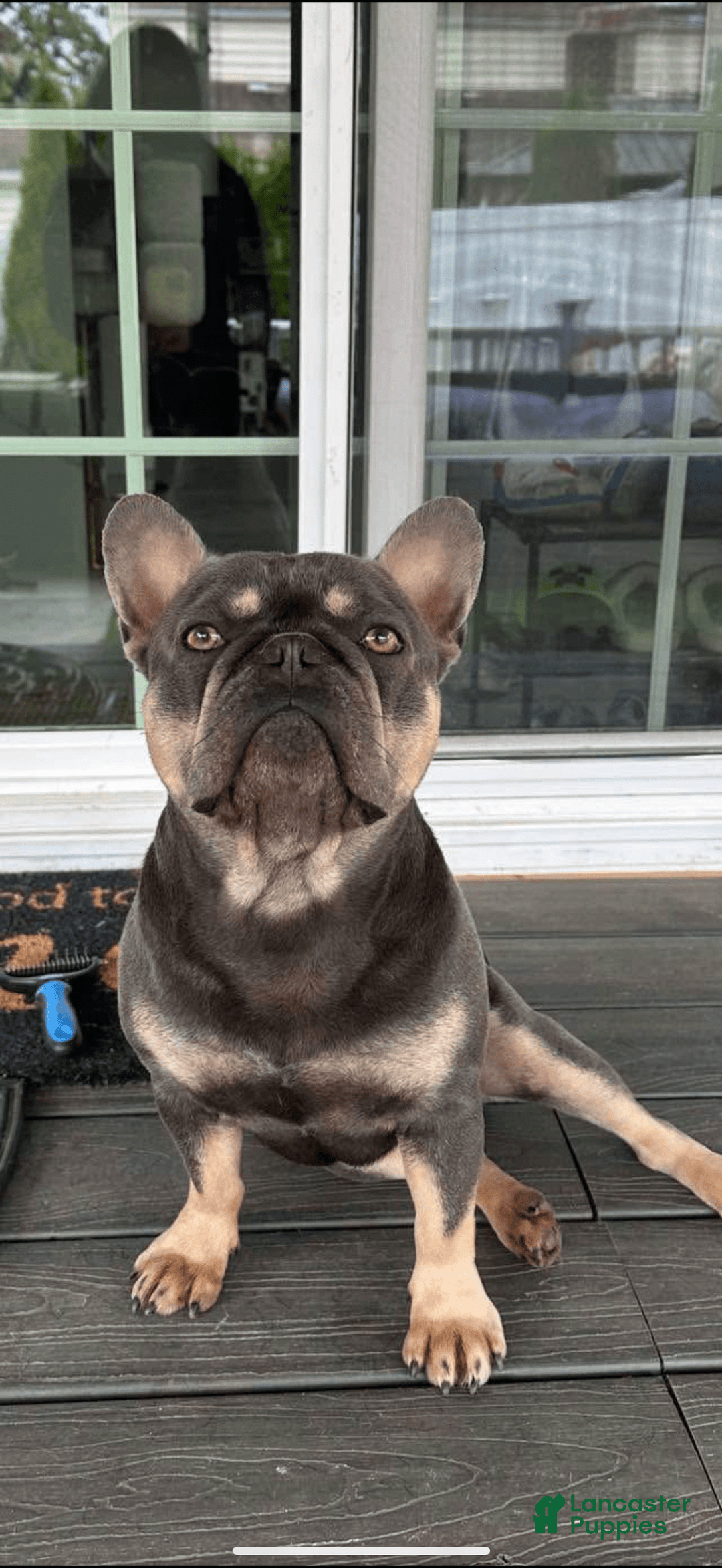 French Bulldog dogs for sale: Creamy - Image 8