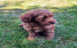 Goldendoodle dogs for sale: Aiden - Image 1