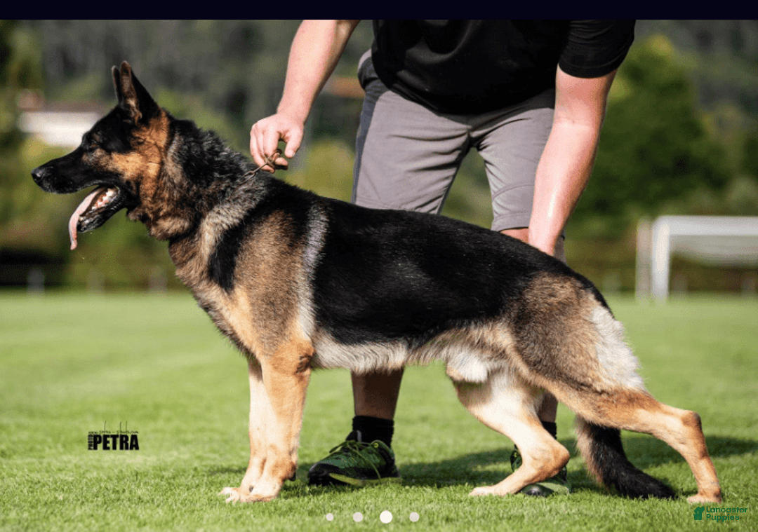 German Shepherd dogs for sale: Red Girl - Image 3