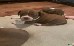 Boston Terrier dogs for sale: Ginger - Image 3