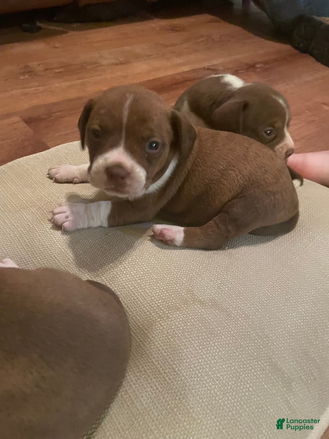 Boston Terrier dogs for sale: Ginger - Image 3
