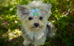 Morkie dogs for sale: Rare Gold Merle Beetle - Image 25