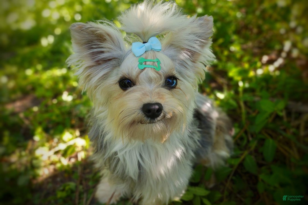 Morkie dogs for sale: Rare Gold Merle Beetle - Image 25