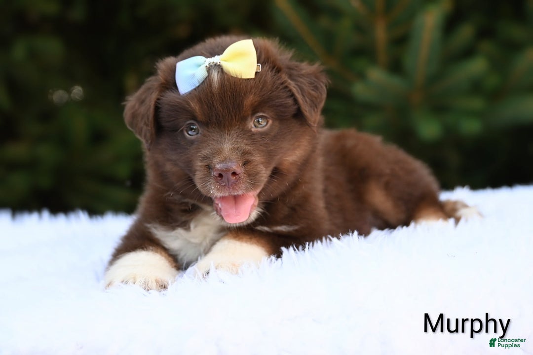 Miniature Australian Shepherd dogs for sale: Murphy - Image 3