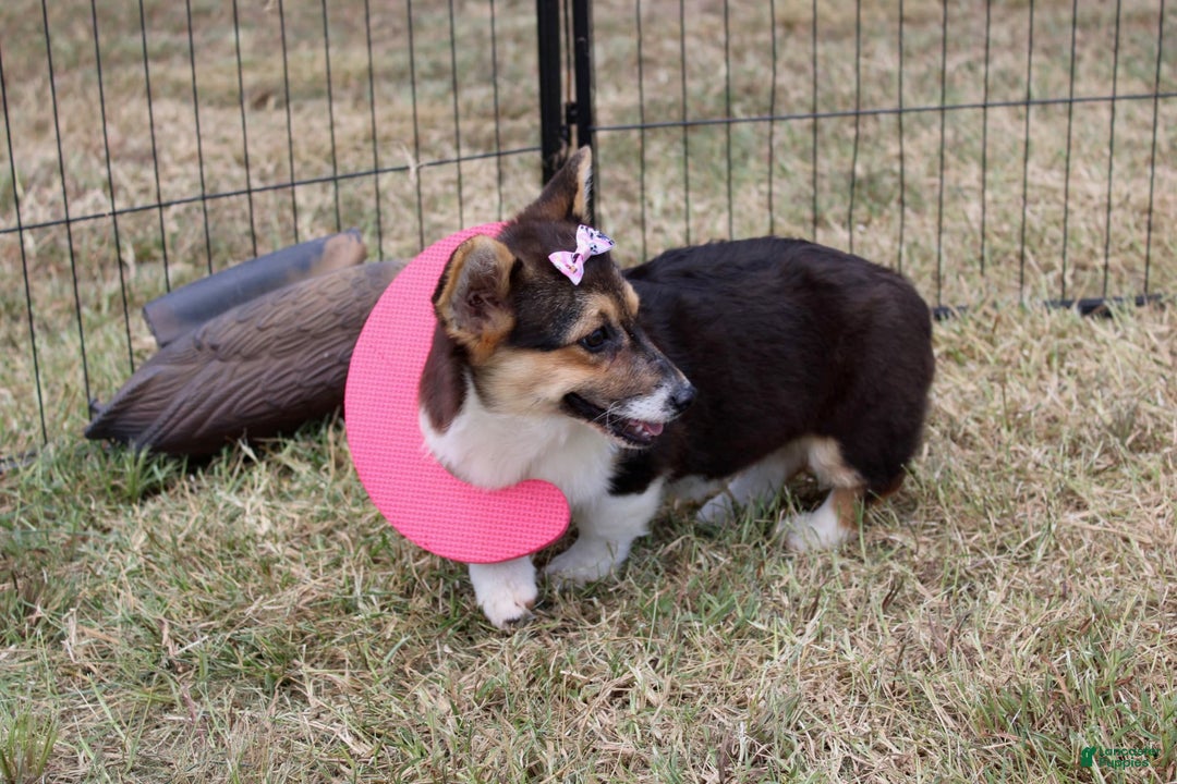 American Corgi dogs for sale: Dacie - Image 4