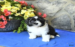 Teddy Bear dogs for sale: Karson - Image 3