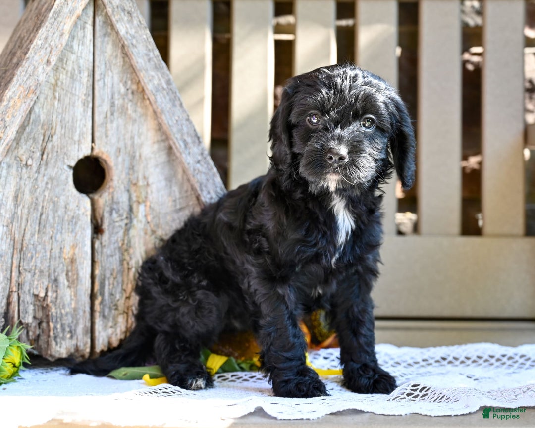 Cavapoo dogs for sale: Ruthie - Image 2