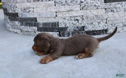 Miniature Dachshund dogs for sale: Bingo - Image 8