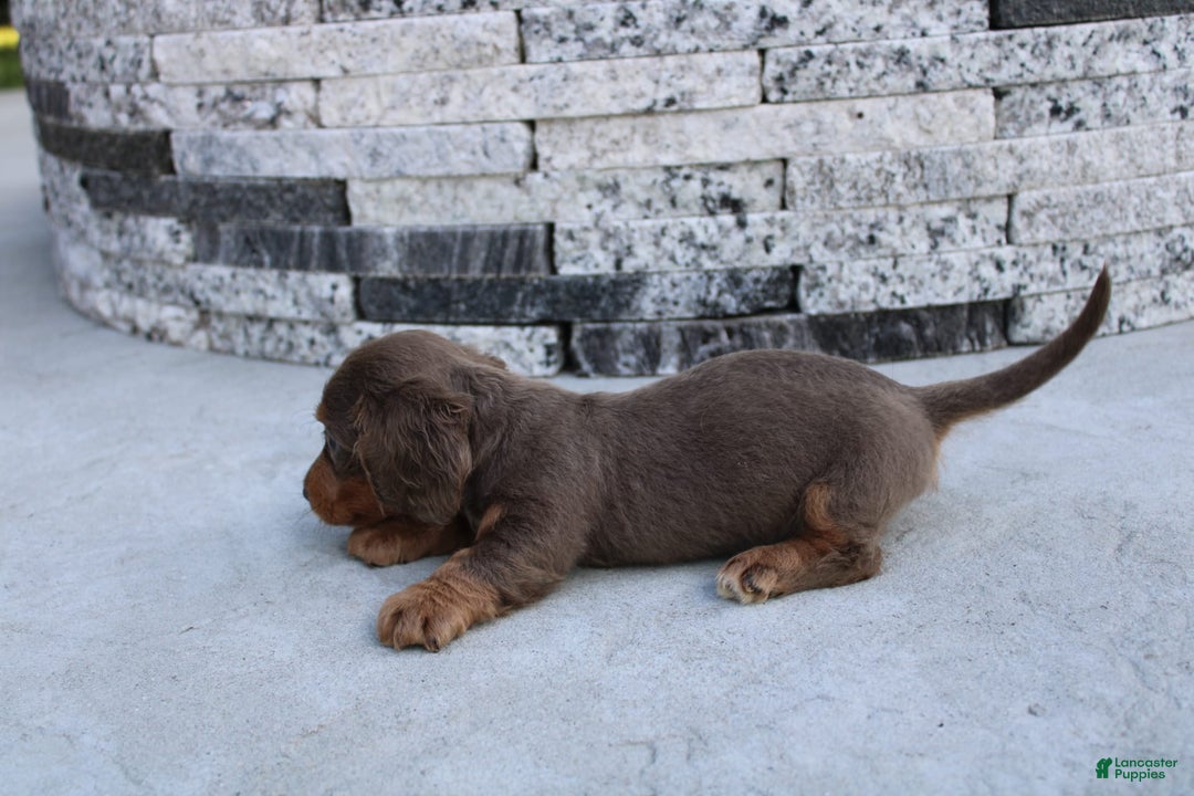 Miniature Dachshund dogs for sale: Bingo - Image 8