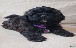 Shihpoo dogs for sale: Elsa - Image 6