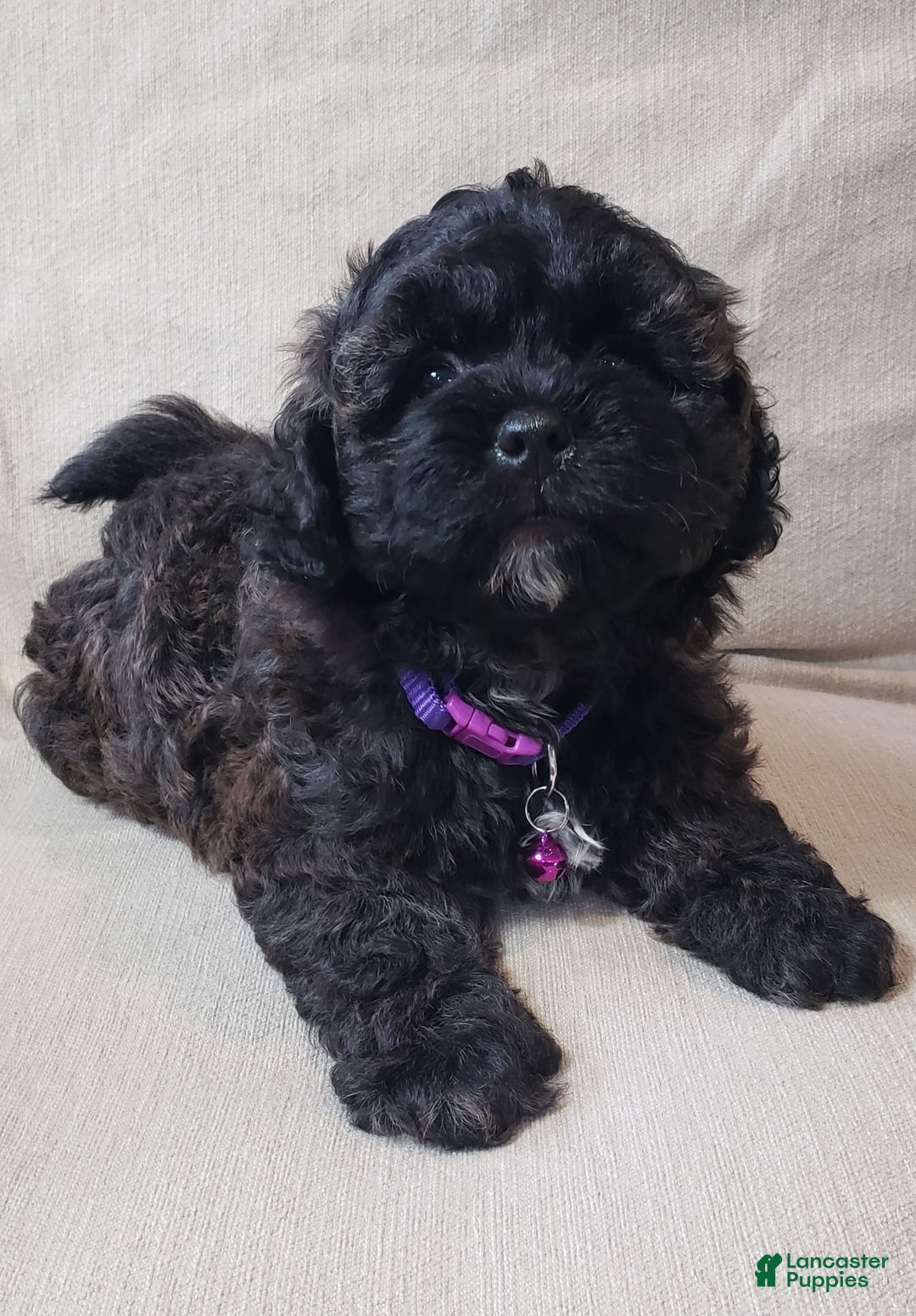Shihpoo dogs for sale: Elsa - Image 6