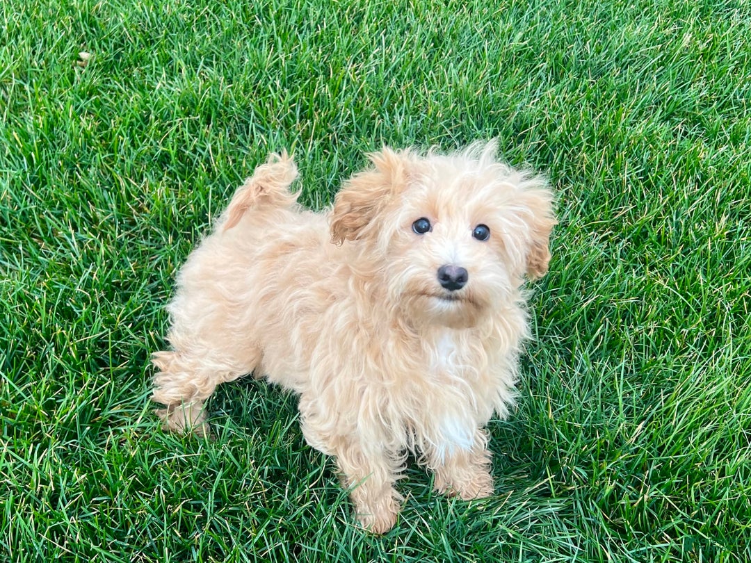 Maltipoo dogs for sale: Solomon - Image 9