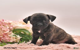Boston Terrier dogs for sale: Stanley - Image 1