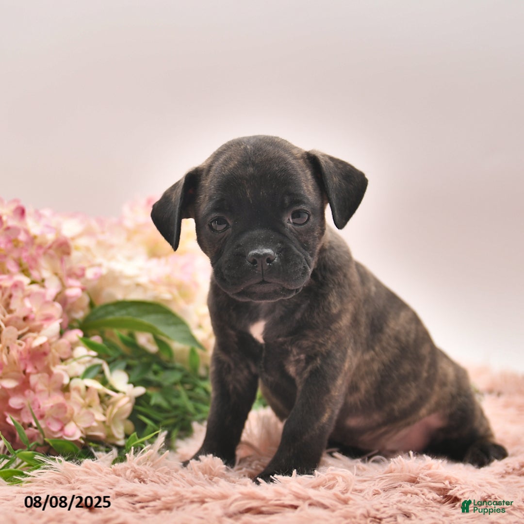 Boston Terrier dogs for sale: Stanley - Image 1