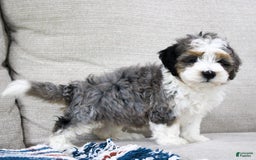 Mini Bernedoodle dogs for sale: Luke - Image 26
