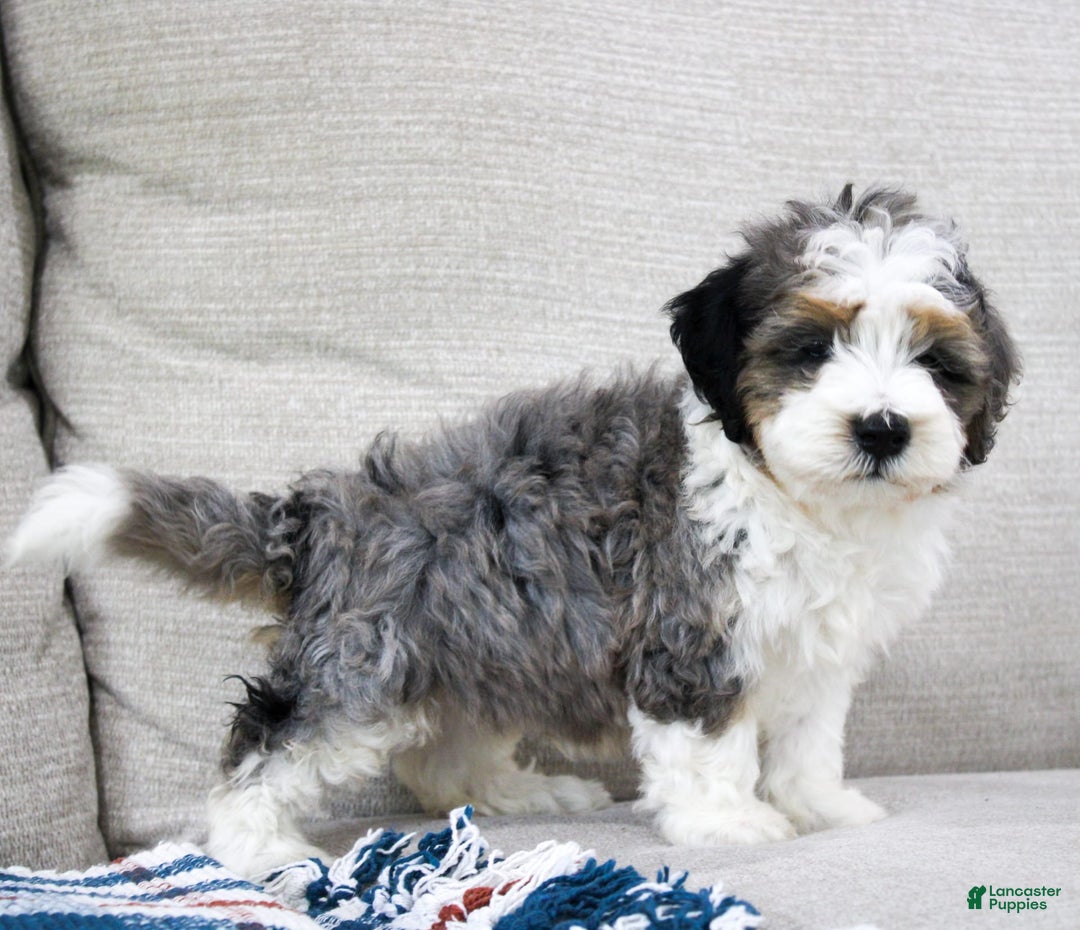 Mini Bernedoodle dogs for sale: Luke - Image 26