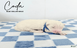 Samoyed dogs for sale: Coda - Image 1