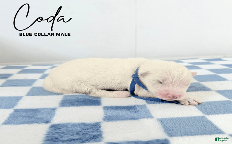 Samoyed dogs for sale - Ad 4