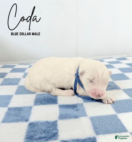 Samoyed dogs for sale - Ad 4