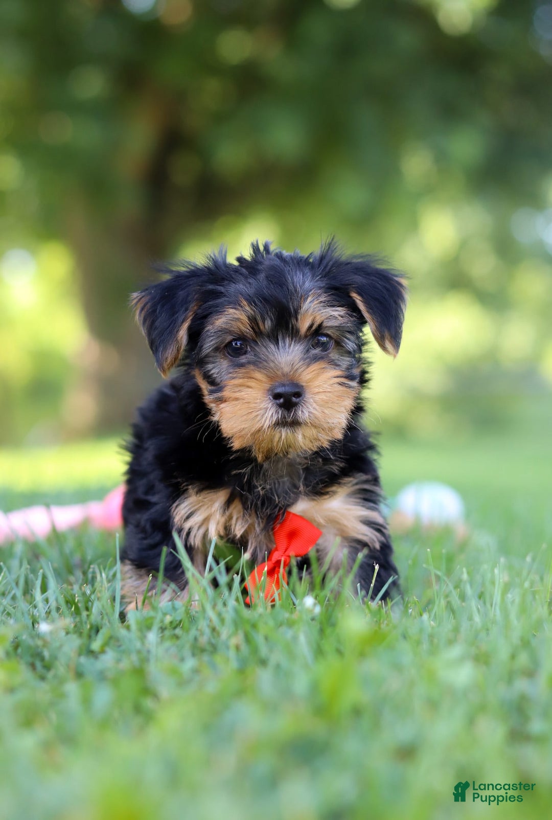 Morkie dogs for sale: Charlie - Image 7