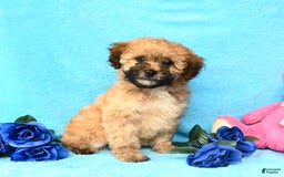 Shihpoo dogs for sale: Tilly - Image 3