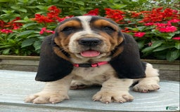 Basset Hound dogs for sale: Sally - Image 11