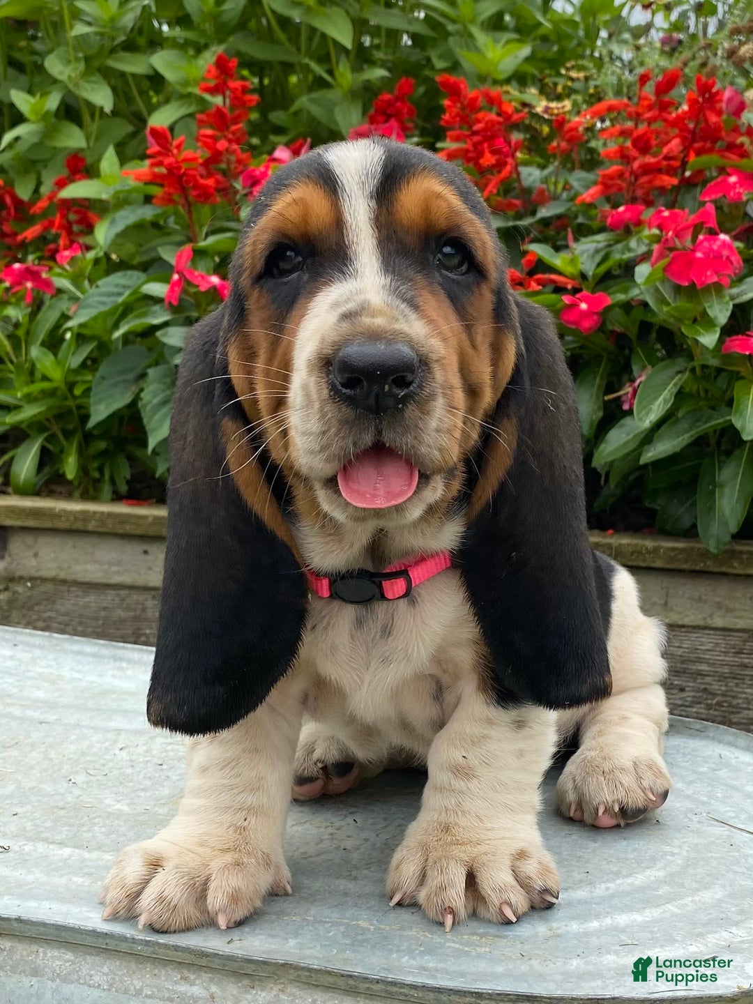 Basset Hound dogs for sale: Sally - Image 11