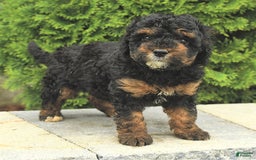 Miniature Poodle dogs for sale: Loura - Image 15
