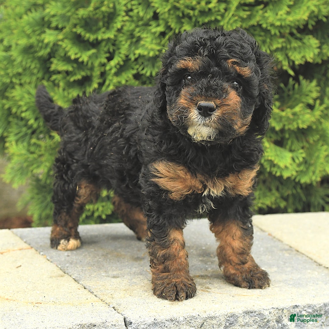 Miniature Poodle dogs for sale: Loura - Image 15