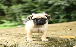 Pug dogs for sale: Sophie - Image 5