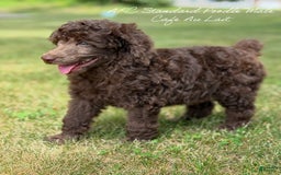 Standard Poodle dogs for sale: Flash Cafe Au Lait - Image 5