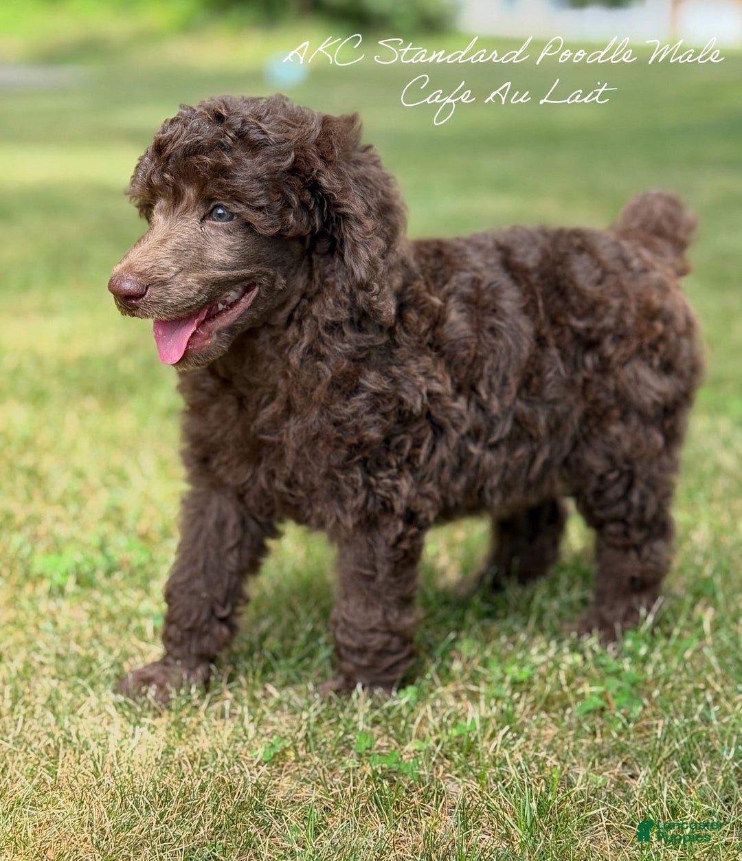 Standard Poodle dogs for sale: Flash Cafe Au Lait - Image 5