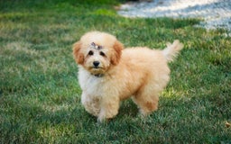 Miniature Poodle dogs for sale: Addison - Image 2