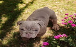 English Bulldog dogs for sale: Lyla - Image 8