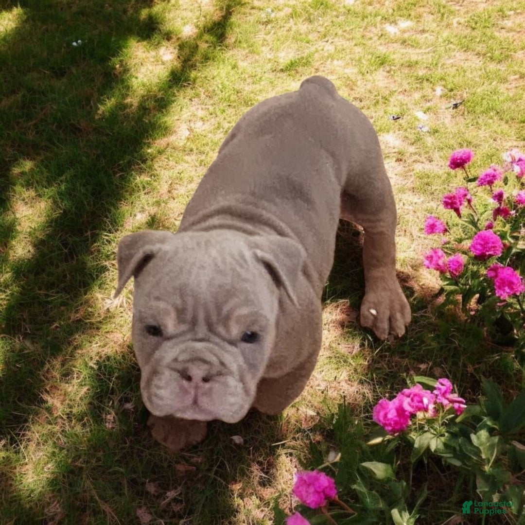 English Bulldog dogs for sale: Lyla - Image 8