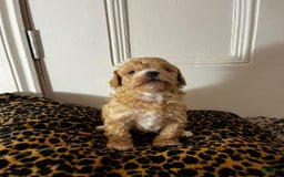 Maltipoo dogs for sale: Harley - Image 4