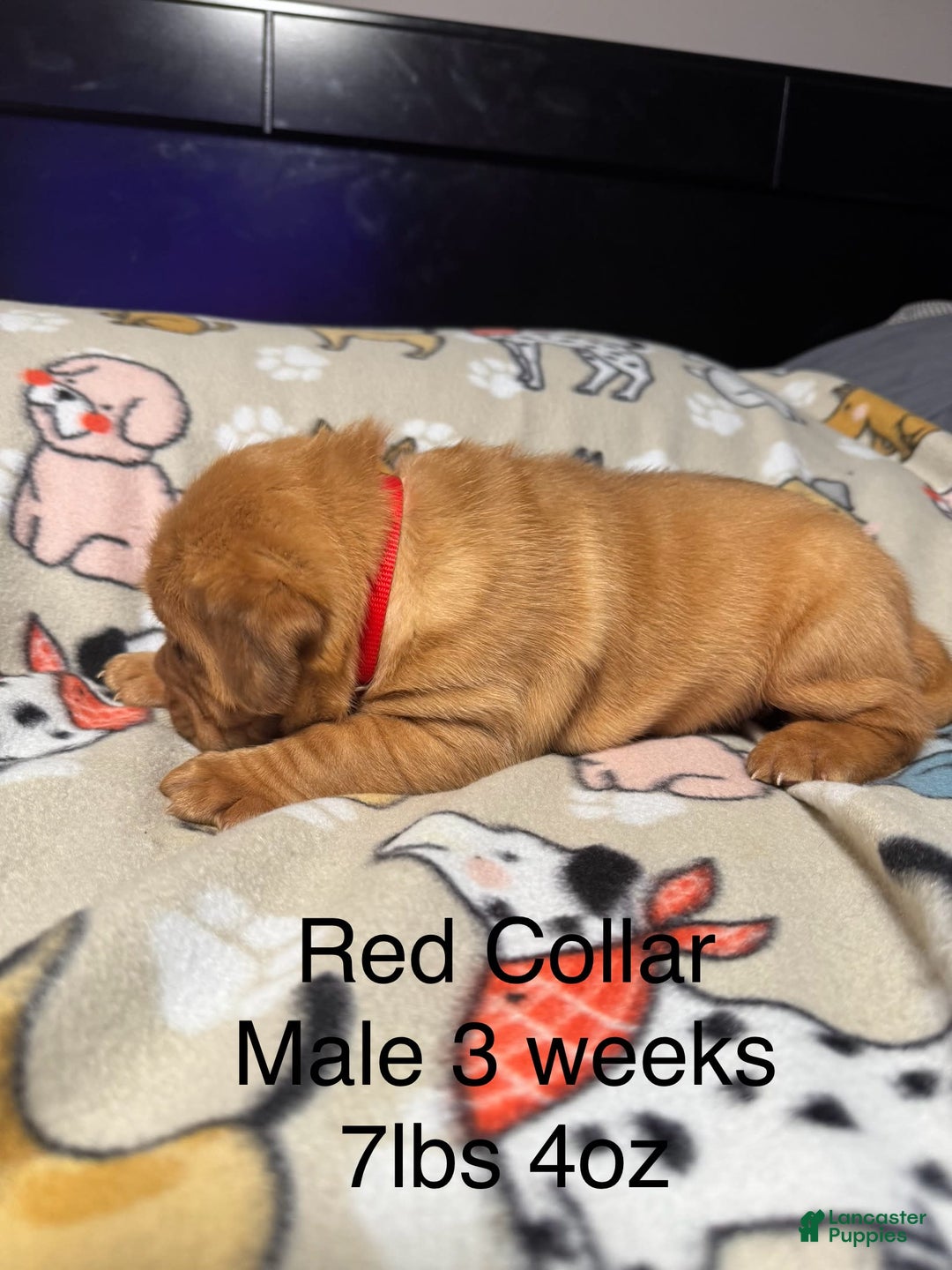 Dogue De Bordeaux dogs for sale: Red Collar Male - Image 1