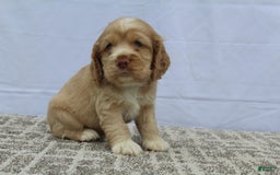 Cocker Spaniel dogs for sale: Sugar - Image 1