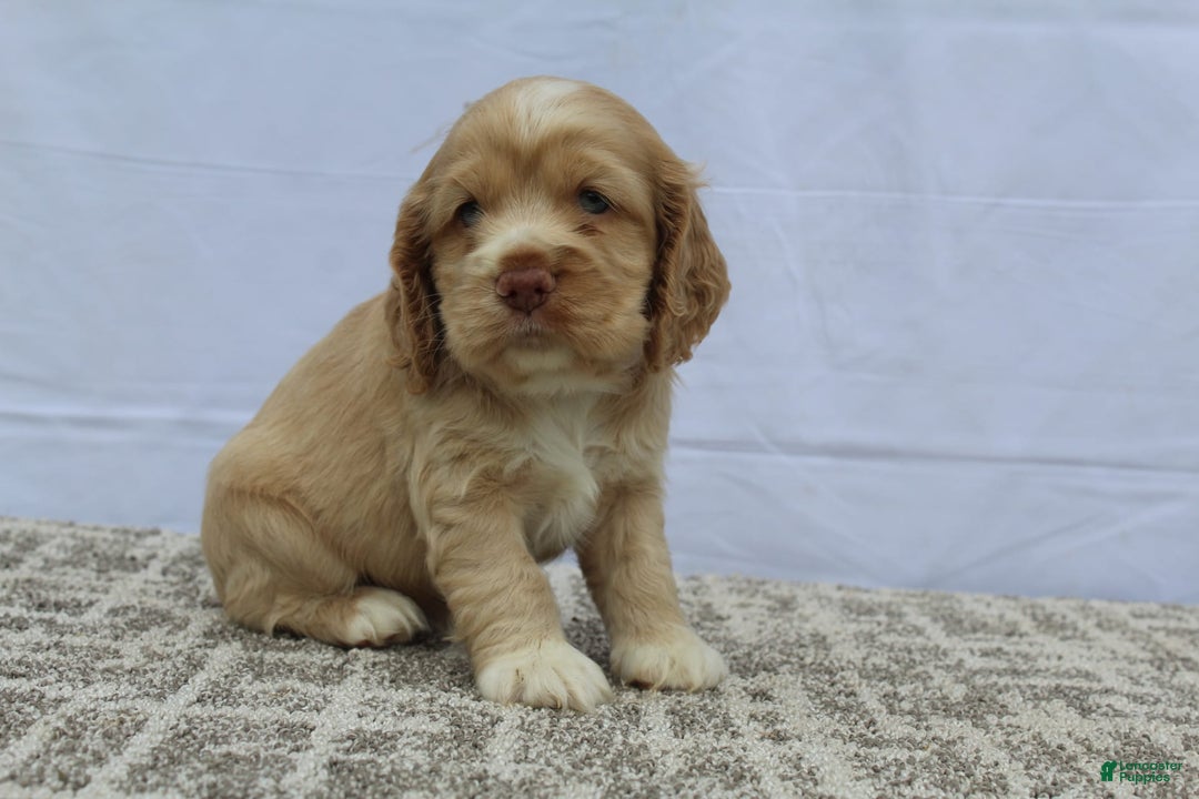 Cocker Spaniel dogs for sale: Sugar - Image 1