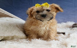 Yochon dogs for sale: Theodore - Image 18
