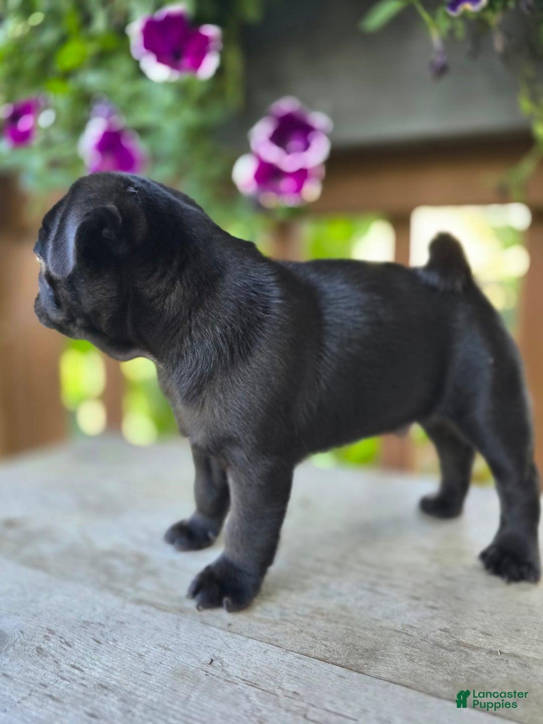 Pug dogs for sale: Pokey - Image 5