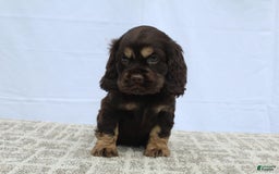 Cocker Spaniel dogs for sale: Ranger - Image 7