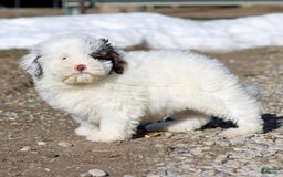 Shihpoo dogs for sale: Billy - Image 10