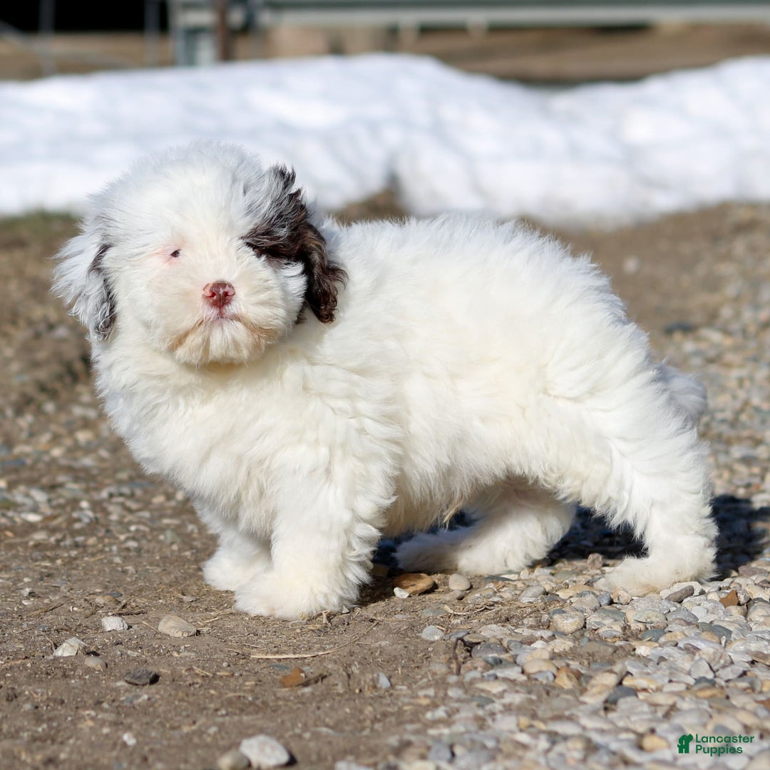 Shihpoo dogs for sale: Billy - Image 10