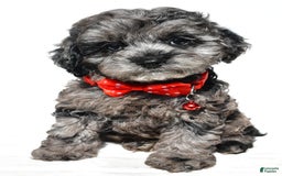 Cockapoo dogs for sale: Sonny - Image 3