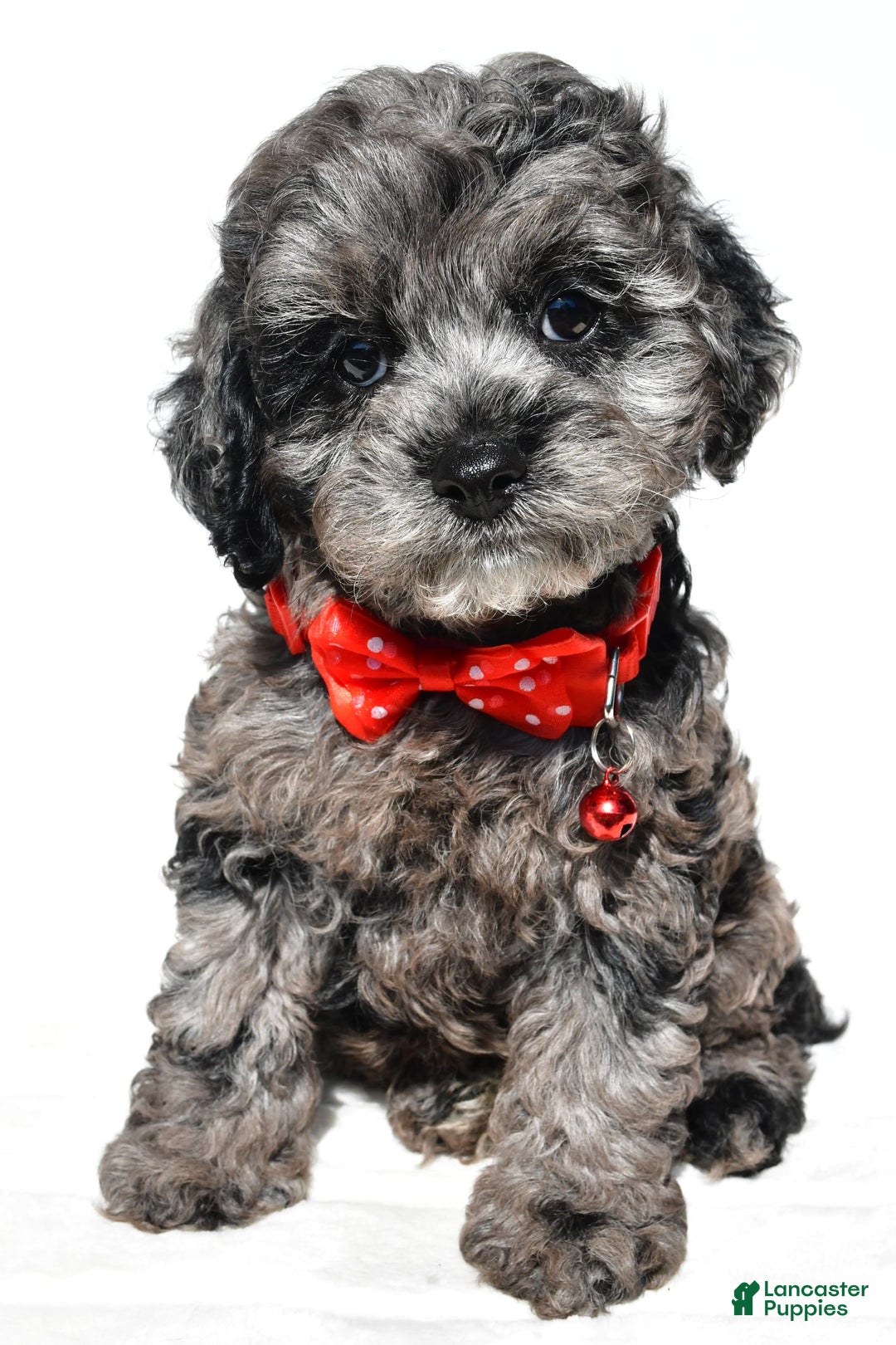 Cockapoo dogs for sale: Sonny - Image 3